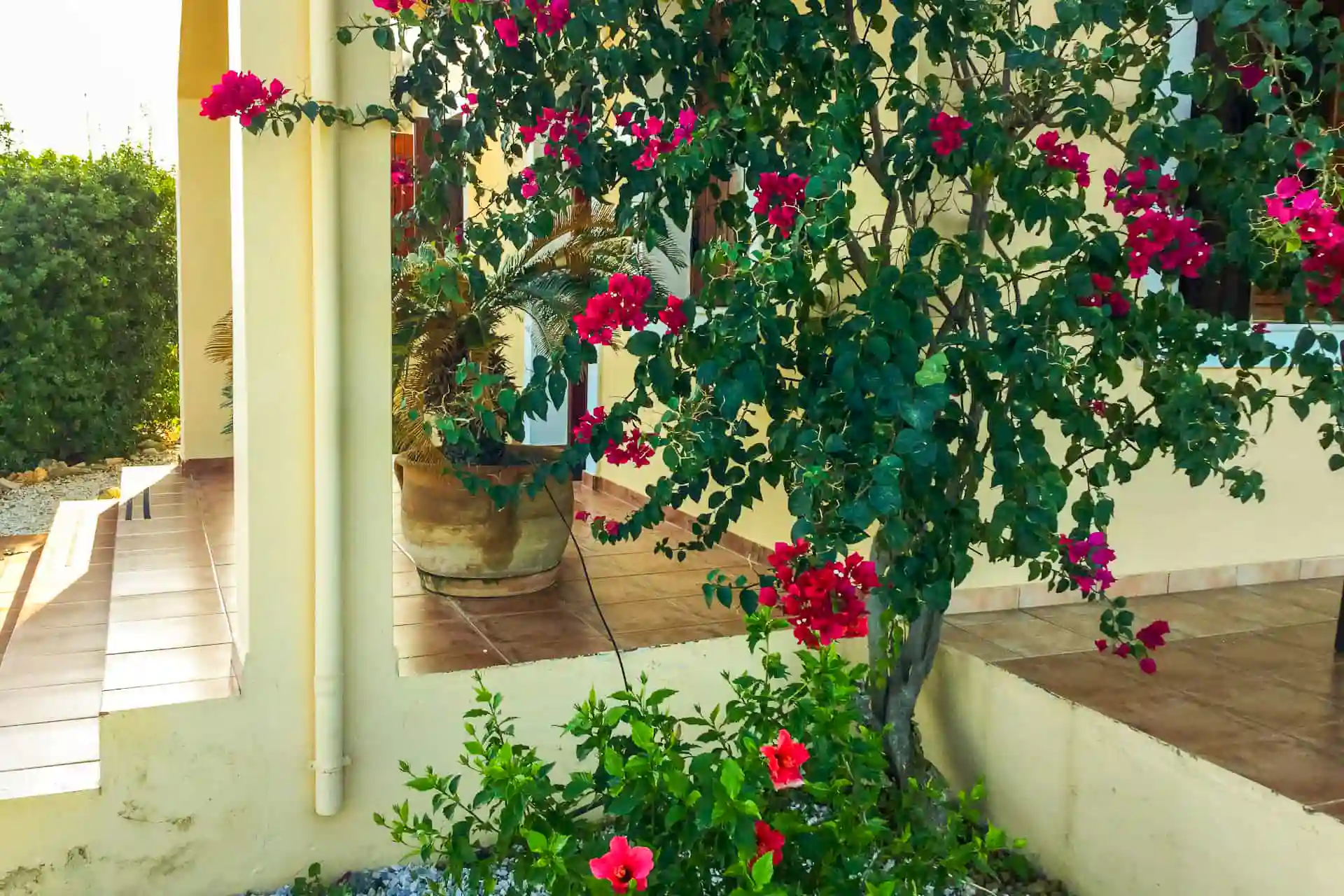 Bougainvillea by the patio steps