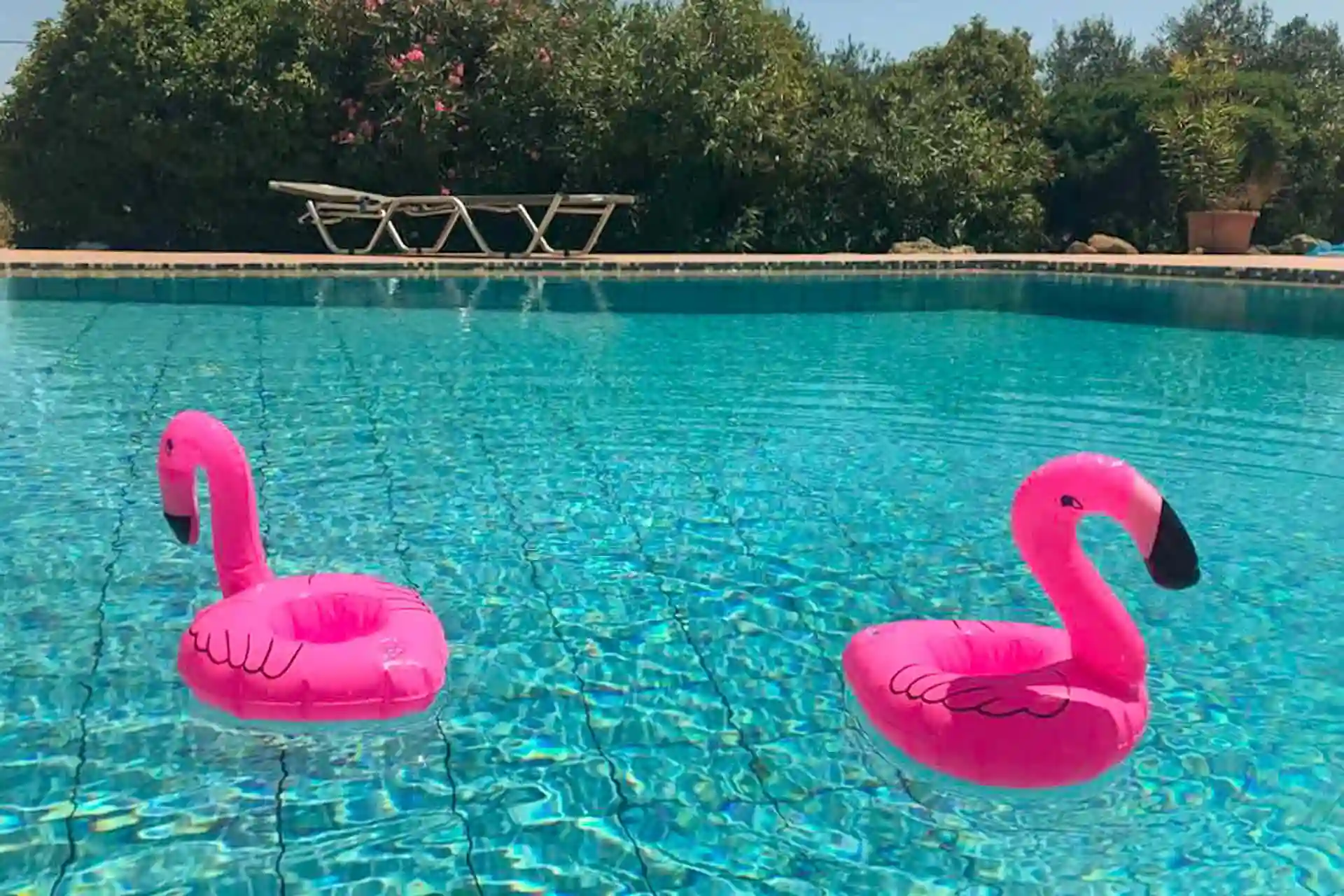 Flamingoes on the pool